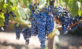 Краснодарском крае планируют заложить не менее 1,5 тыс. гектаров новых виноградников