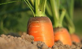 Аграрии Красноярского края получат на производство овощей и картофеля более 51 млн рублей господдержки