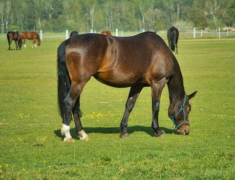 В Краснодарском крае на развитие коневодства выделили более 100 млн рублей