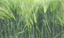 На Камчатке аграрии в 2024 году увеличат посевные площади зерновых более чем на 30 %
