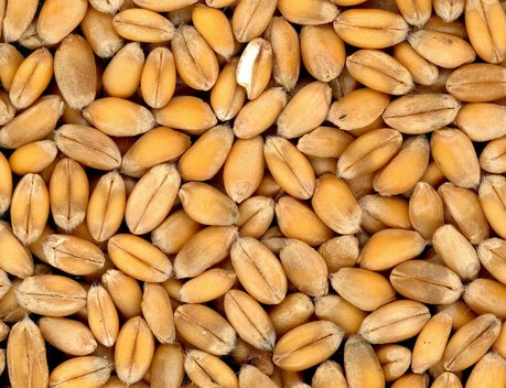 РФ с начала сельхозсезона экспортировала в Китай рекордный объем ячменя и пшеницы