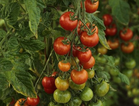 С начала года производство тепличных овощей в России увеличилось на 5,4 %