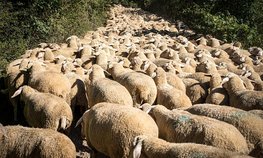 В Калмыкии господдержка на товарное маточное поголовье овец и коз выросла втрое
