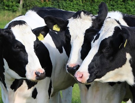 Объем реализации молока в сельхозорганизациях вырос на 3 %