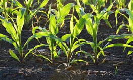 Приморские аграрии перевыполнили план по кукурузе