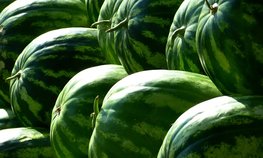 Урожай арбузов и дынь в России ожидается на уровне прошлого года