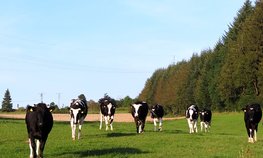 Объем реализации молока в сельхозорганизациях вырос на 3 %