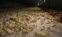 АО СК «РСХБ-Страхование» застраховало с господдержкой более 725 тыс. голов птицы АО «Агрофирма Боровская»