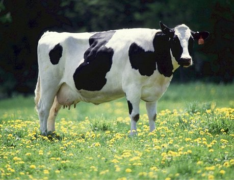 В Башкортостане продуктивность племенных коров за 5 лет выросла на 15%