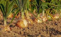 За полгода ивановские аграрии получили более 50 % годового объема субсидий на поддержку производственной деятельности