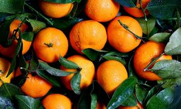 Россельхознадзор отметил рост нарушений в растительной продукции из Турции