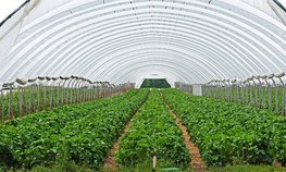 В Приморье агропромышленному комплексу дополнительно выделили 344,7 млн рублей