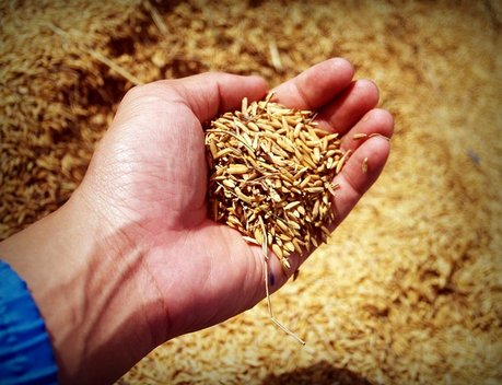 Минсельхоз предложил продлить временный запрет на экспорт риса-сырца
