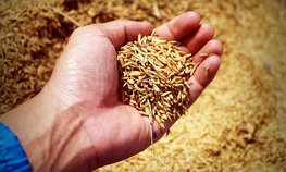 Минсельхоз предложил продлить временный запрет на экспорт риса-сырца