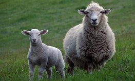 Фермеры Забайкалья вдвое увеличили поголовье за время работы проекта по развитию овцеводства