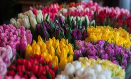 Более 13 млрд рублей в выращивание цветов в Липецкой области вложит крупнейший производитель тепличных овощей в стране