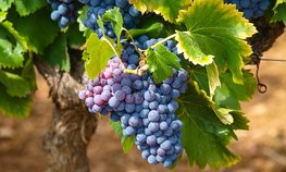 На Дону растет производство винодельческой продукции