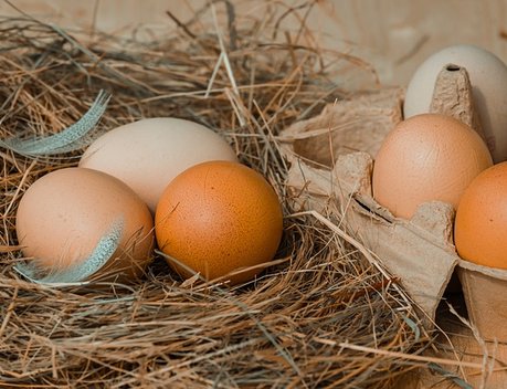 В России сохраняется активный рост производства птицеводческой продукции
