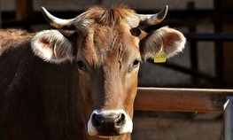 Объем реализации молока в сельхозорганизациях вырос на 5,3 %