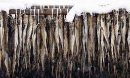 Эксперт Тихонов: гибкие подходы к воспроизводству рыбы увеличат поставки