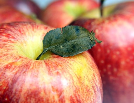 Афганистан поставил России из Кандагара первые 50 тонн яблок