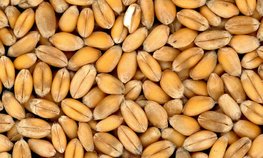 В Кемеровской области урожай зерна вырос на 35 % в 2025 году