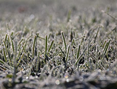 АО СК «РСХБ-Страхование» выплатило более 24 млн рублей за гибель урожая озимой пшеницы агропредприятию в Ростовской области