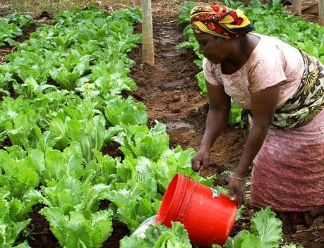 Россия и страны Африканского континента расширяют взаимодействие в сфере АПК