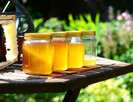 Приморские пчеловоды восстановили поставки меда в Японию