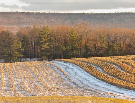 Патрушев считает, что озимый клин будет в хорошем состоянии