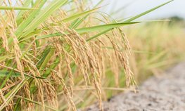 Реализация концессионного соглашения позволит увеличить площади под рисом в Астраханской области в шесть раз