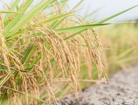 Реализация концессионного соглашения позволит увеличить площади под рисом в Астраханской области в шесть раз