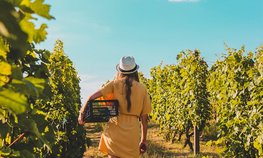 Принят закон о возможности размещения виноделен и объектов сельского туризма на виноградниках