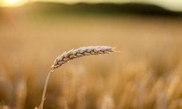 Михаил Мишустин дал поручения по итогам стратегической сессии о развитии агропромышленного сектора