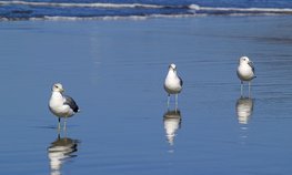 Порт Махачкалы в 2026 году увеличит перевалку зерна на 30 %