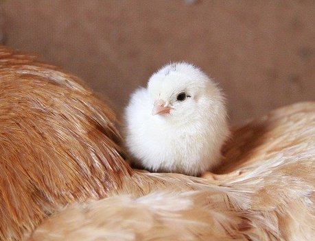 В Чувашии объем средств на аграрные инвестпроекты планируют увеличить втрое