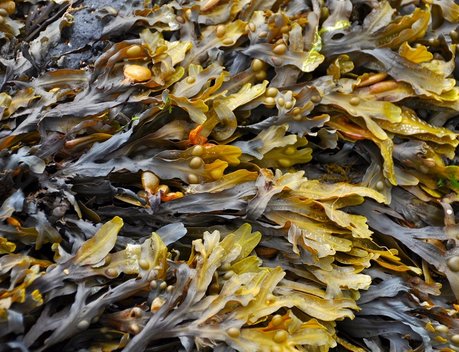 В Карелии по итогам 2025 года добыча водорослей выросла на 44 %