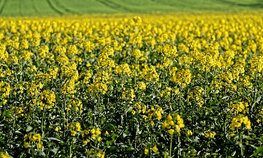 Кузбасс впервые экспортировал рапсовое масло в Китай и пшеницу во Вьетнам