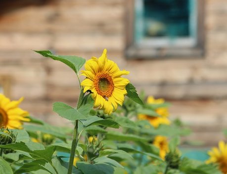 Дмитрий Патрушев и глава Республики Алтай Андрей Турчак обсудили вопросы развития агропромышленного комплекса и экологии региона