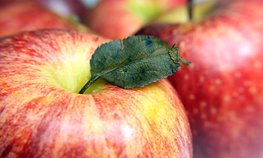 В России резко выросло производство сидра