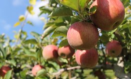 На развитие садоводства Кубани в 2026 году направили более 1,2 млрд рублей федеральных и краевых средств