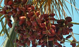 В России впервые появятся органические финики из Туниса