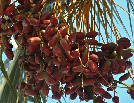 В России впервые появятся органические финики из Туниса