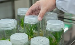 Россия и Бразилия развивают научно-техническое взаимодействие в АПК