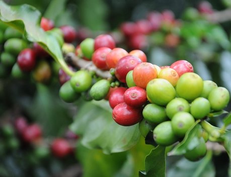 Оксана Лут и Карлос Фаваро обсудили развитие аграрного сотрудничества России и Бразилии