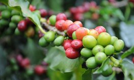 Оксана Лут и Карлос Фаваро обсудили развитие аграрного сотрудничества России и Бразилии