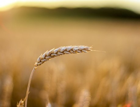 На Агрономическом совещании обсудили вопросы повышения эффективности производства растениеводческой продукции