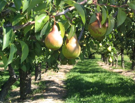 Более 528 млн рублей господдержки получат садоводы Ставрополья в 2026 году