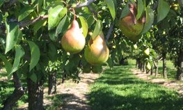 Более 528 млн рублей господдержки получат садоводы Ставрополья в 2026 году