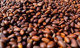 Россия и Монголия укрепляют сотрудничество в АПК